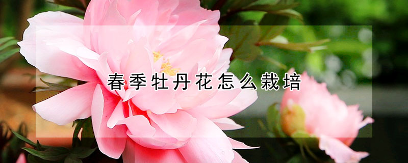 春季牡丹花怎么栽培