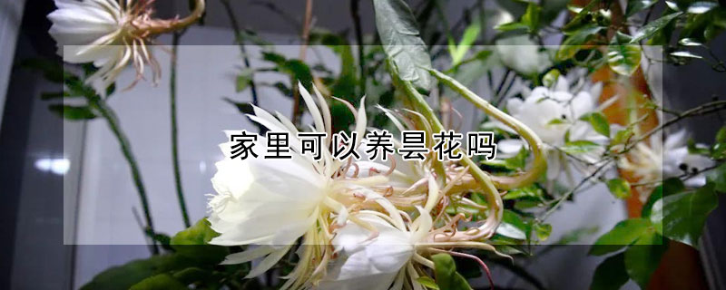 家里可以養曇花嗎