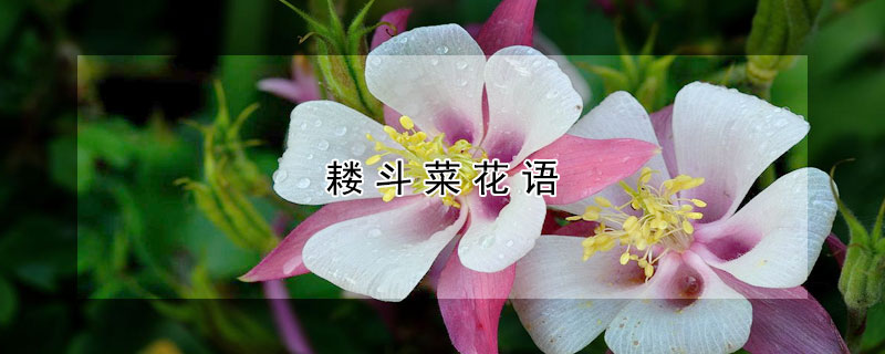 耬斗菜花語