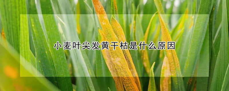 小麥葉尖發黃干枯是什么原因