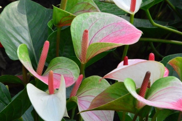 紅掌花怎么養