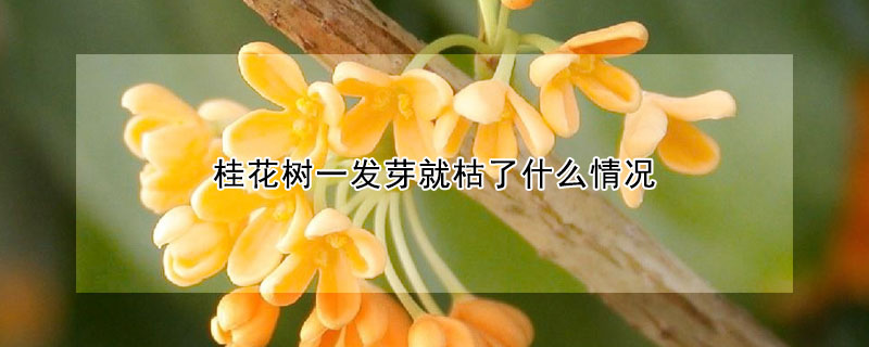 桂花樹一發芽就枯了什么情況