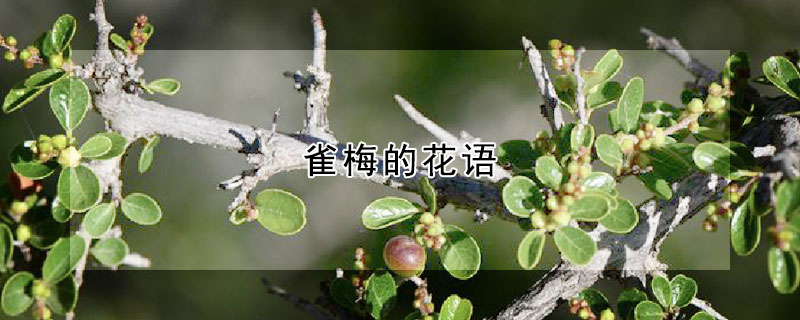 雀梅的花語