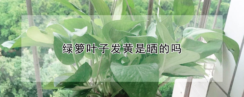 綠籮葉子發(fā)黃是曬的嗎