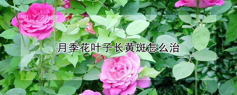 月季花葉子長黃斑怎么治