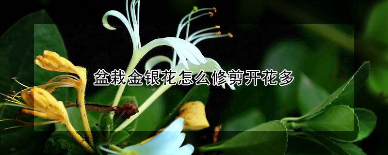 盆栽金銀花怎么修剪開(kāi)花多