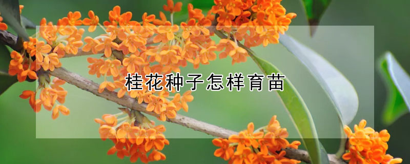 桂花種子怎樣育苗