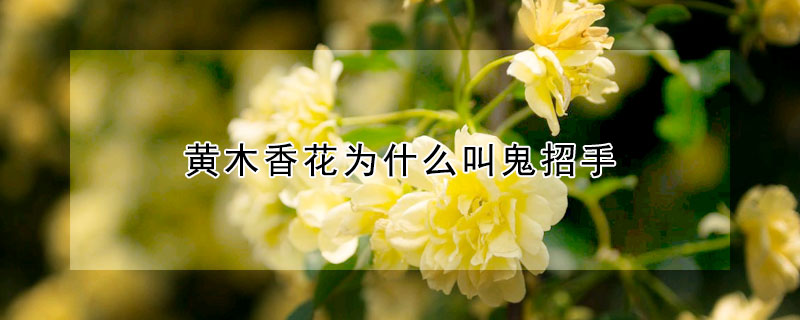 黃木香花為什么叫鬼招手