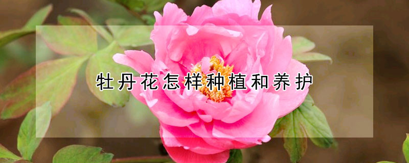 牡丹花怎樣種植和養(yǎng)護(hù)