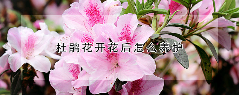 杜鵑花開花后怎么養護