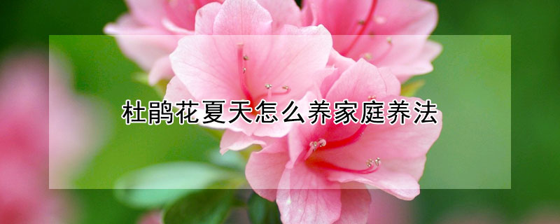 杜鵑花夏天怎么養(yǎng)家庭養(yǎng)法