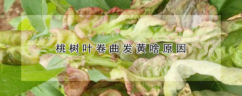 桃樹葉卷曲發(fā)黃啥原因