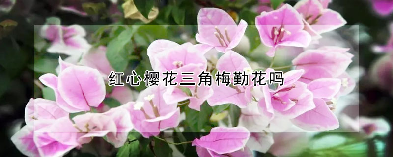 紅心櫻花三角梅勤花嗎