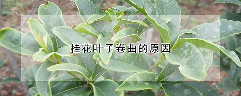 桂花葉子卷曲的原因