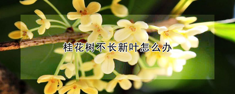 桂花樹不長新葉怎么辦