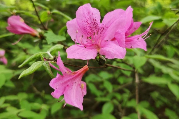 杜鵑花掉葉子怎么辦