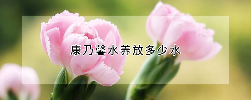 康乃馨水養(yǎng)放多少水