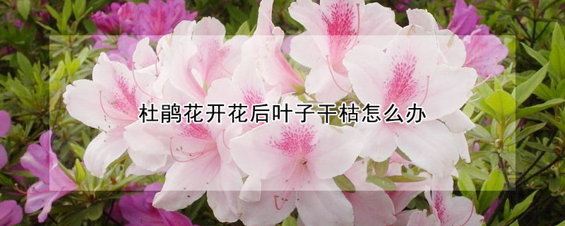 杜鵑花開花后葉子干枯怎么辦