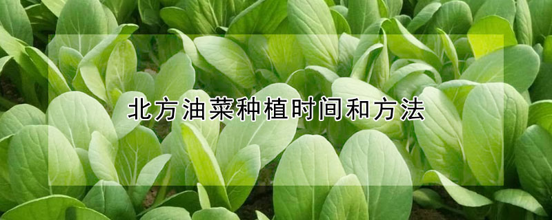 北方油菜種植時(shí)間和方法