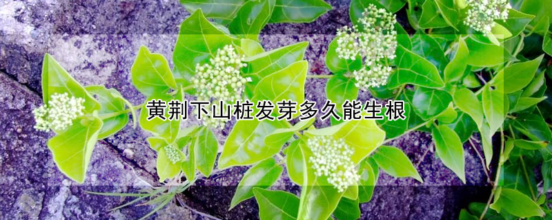 黃荊下山樁發(fā)芽多久能生根