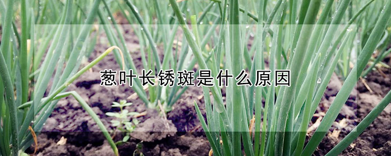 蔥葉長(zhǎng)銹斑是什么原因