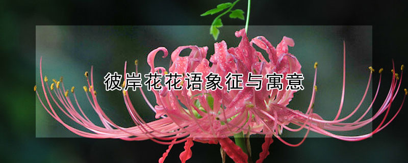 彼岸花花語(yǔ)象征與寓意