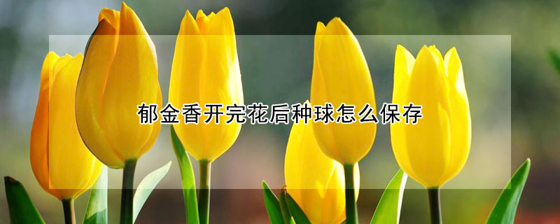 郁金香開(kāi)完花后種球怎么保存