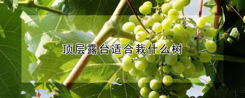 頂層露臺適合栽什么樹