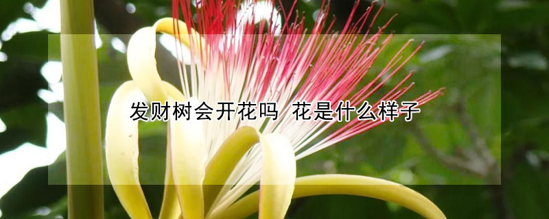 發(fā)財(cái)樹(shù)會(huì)開(kāi)花嗎 花是什么樣子