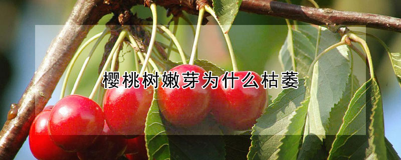 櫻桃樹嫩芽為什么枯萎