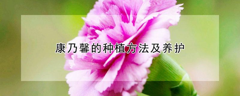 康乃馨的種植方法及養(yǎng)護