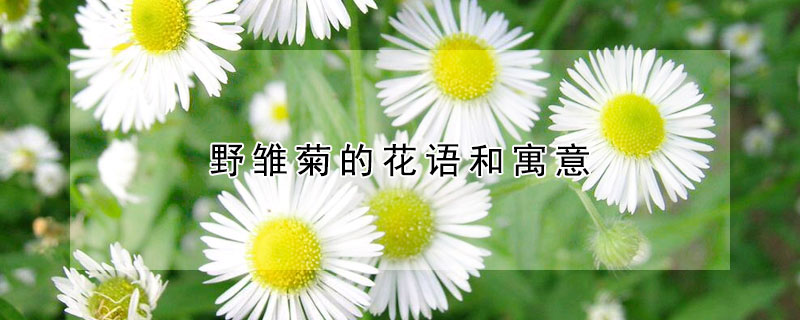 野雛菊的花語(yǔ)和寓意