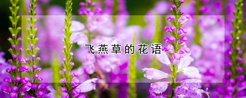 飛燕草的花語(yǔ)