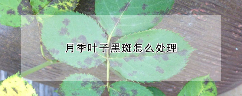 月季葉子黑斑怎么處理