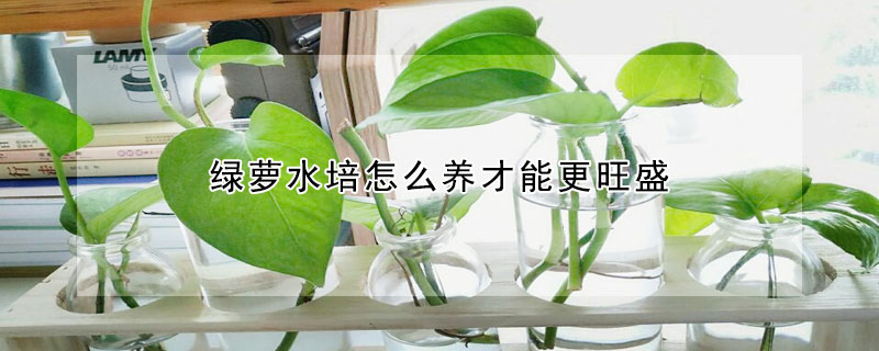 綠蘿水培怎么養(yǎng)才能更旺盛