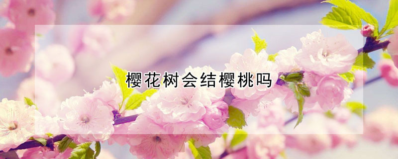 櫻花樹會結櫻桃嗎