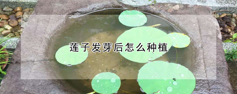 蓮子發芽后怎么種植