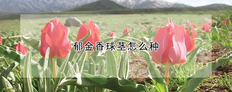 郁金香球莖怎么種