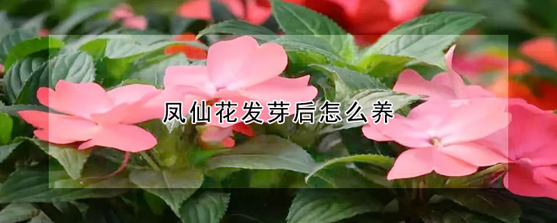 鳳仙花發(fā)芽后怎么養(yǎng)