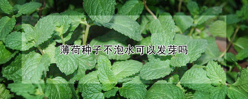 薄荷種子不泡水可以發(fā)芽嗎