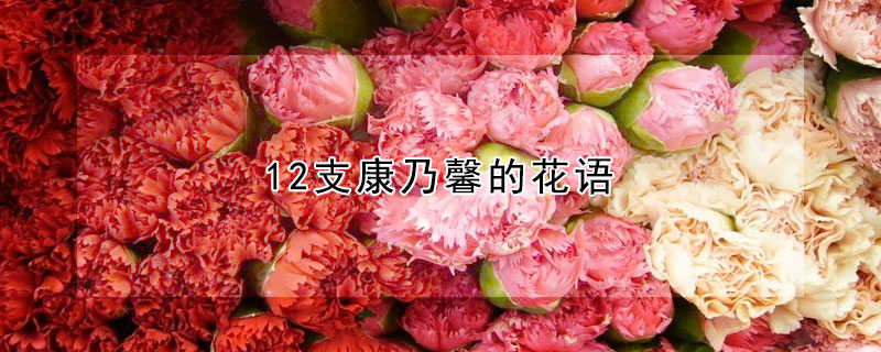 12支康乃馨的花語(yǔ)