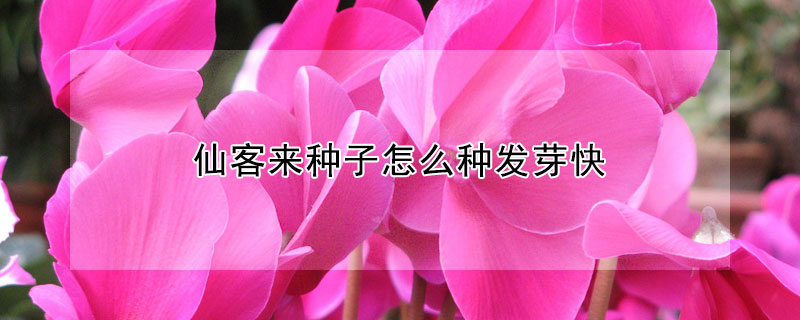 仙客來種子怎么種發(fā)芽快