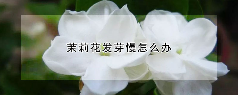 茉莉花發芽慢怎么辦