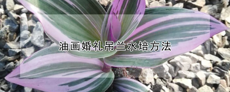 油畫婚禮吊蘭水培方法