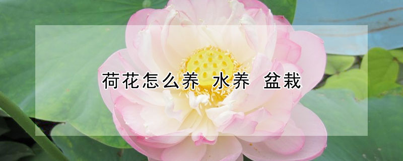 荷花怎么養(yǎng) 水養(yǎng) 盆栽