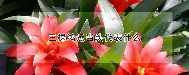 三棵鴻運(yùn)當(dāng)頭代表什么