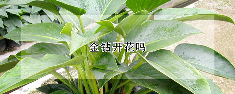 金鉆開花嗎