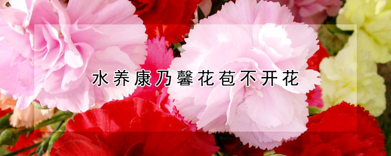 水養(yǎng)康乃馨花苞不開花