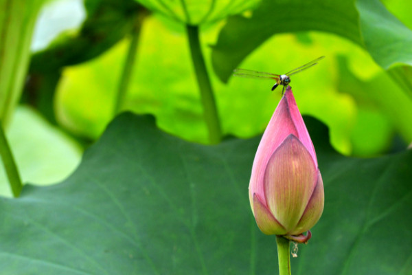 夏天有什么花開