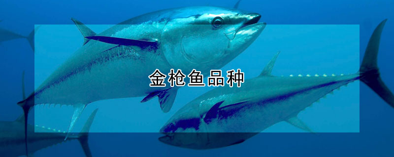 金槍魚品種